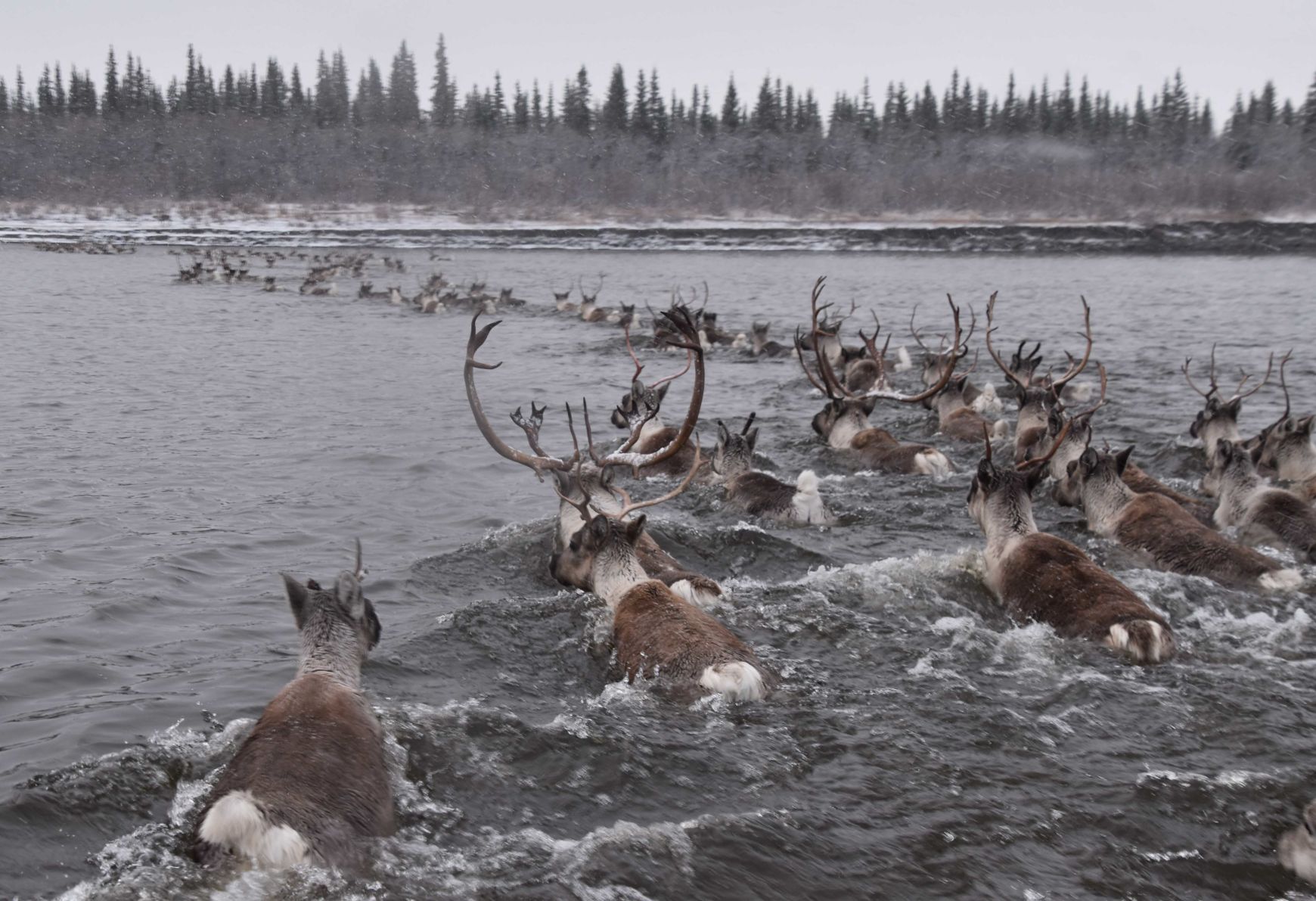 2. caribou by Kyle Joly.jpg